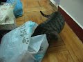 correy