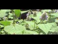 Hummingbird Moth