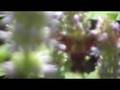 Hummingbird Moth
