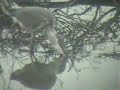 Heron eating Crappie