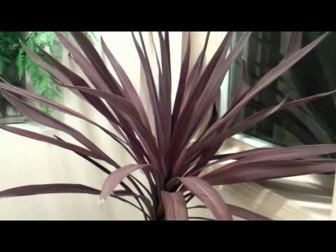 how to care for cordyline australis