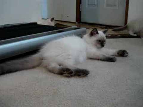Angelkissed Ragdolls 0 Angelkissed Ragdolls
