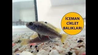 İceman Ciklet Balıkları Bakımı  Cinsiyet Ayr�