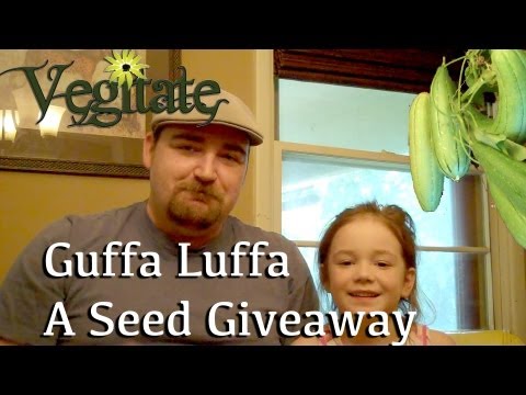 how to grow luffa from seed