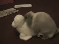 Downy Is Insatiable