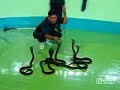 Cobra tamer