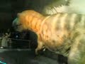 il dinosauro il dinosauro