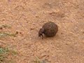 Dung Beetle