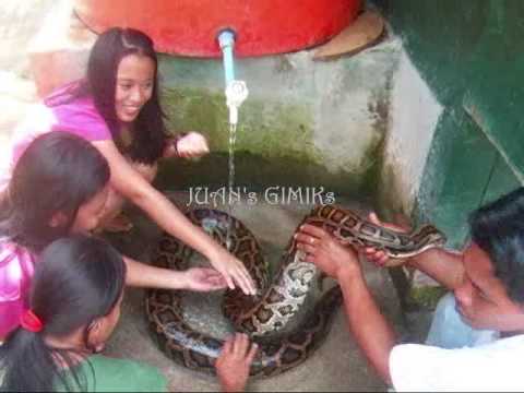 Indian Python