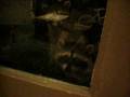 videos de Dimocoons.AVI
