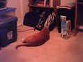 Clammy Playing