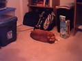 Clammy Playing