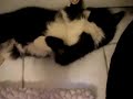 He doesn't do this anymore, but he did this 3 times in one day when he got really anxious. I don't know if he's seizing or just freaking out.