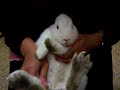 Bunny The RAPPER