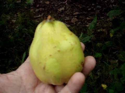 how to grow quince