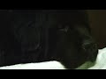 Sleep 1.　Newfoundland Dog