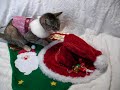 Merry Christmas (chaton kitten) Take 1 Merry Christmas (chaton kitten) Take 1