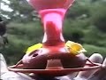 Hummingbird Don\ Hummingbird Don\