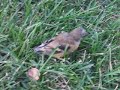 Cute Baby Bird 1