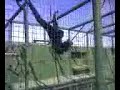 Siamang Gibbons