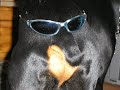 Devil in disguise - My Dobermanns