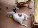 puppies bull terrier puppies bull terrier