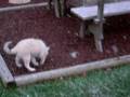 videos de Klee Kai puppy in the snow