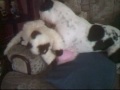 Tribute to Xena, Athena and Skippy Tribute to Xena, Athena and Skippy