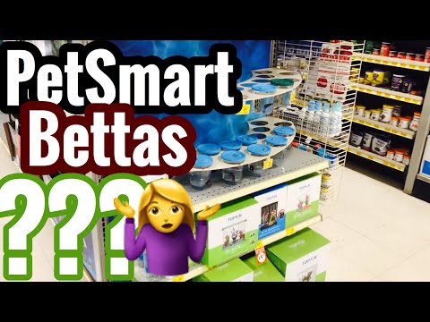 PetSmart Betta Fish Quality? Types & Colors