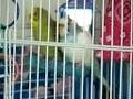 Chirping Budgies