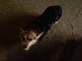 Corgi being bratty