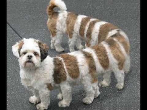 funny and scary animals