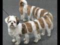 funny and scary animals