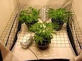 Budbox Growtent Scrog Amnesia Envirolite 250W Part 2
