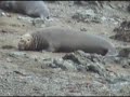 Elephant Seal Wars Elephant Seal Wars