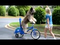 Norman Rides again