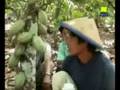 Kesaksian KAKAO pupuk organik Natural Nusantara(NASA
