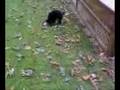 videos de Al Playing Fetch (1107081231.3g2)