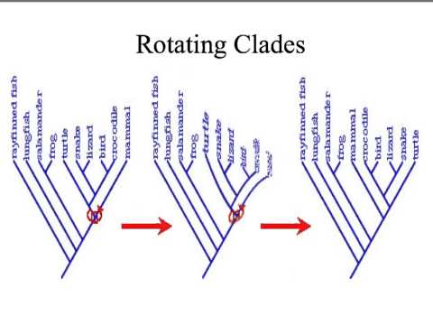 how to read a phylogenetic tree