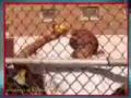 videos de youtube poop: black chicken mcdonalds adventure