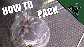 How to catch and pack a fast spider (tarantula) | EASY & SAFE