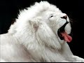 Videos Divertidos de Animal Planet: ESPECIAL GRANDES FELINOS