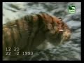 Videos Divertidos de Animal Planet: ESPECIAL GRANDES FELINOS