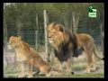 Videos Divertidos de Animal Planet: ESPECIAL GRANDES FELINOS
