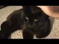 Reginald Cat Rescue (We found him a loving home)