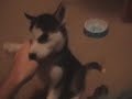 Husky puppy Mishka Husky puppy Mishka