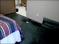Cat vs. Kitten