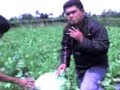PUPUK ORGANIK PENGGANTI PUPUK KANDANG /PUPUK KIMIA