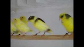 Kanarki Harceńskie 2011 cz.1