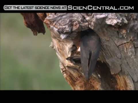 Video: gli uccelli ed il riscaldamento climatico
